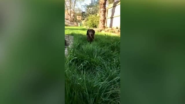 Dog sprains his tail from 'excessive wagging,' excited his family is home due to virus pandemic