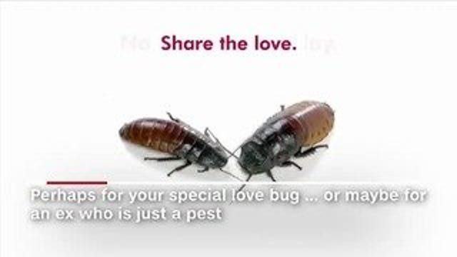 Sealed with a hiss! Zoo lets you name a cockroach after your Valentine