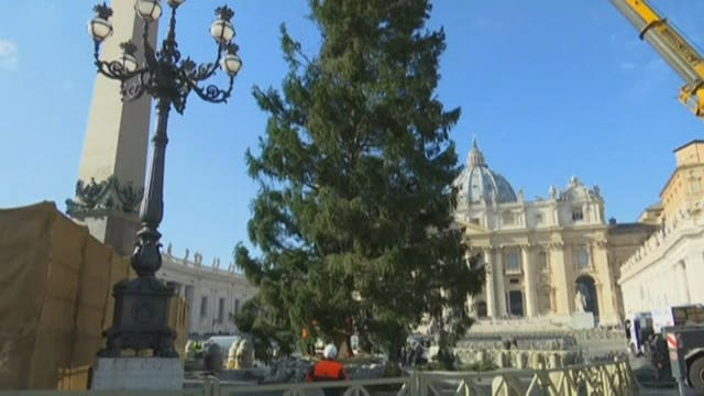 Towering Christmas tree arrives at Vatican from Poland
