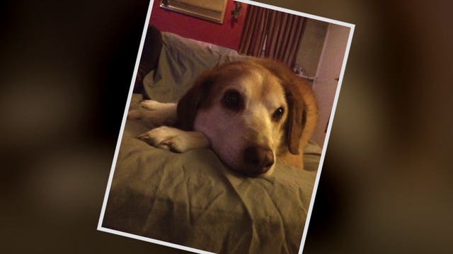 MPD officer facing felony charges, accused of killing neighbor's dog: "Really hard for me to take"