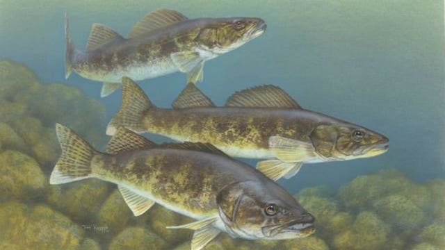 Go fishing! "Wisconsin's Walleye Initiative" will fill Wisconsin's lakes with larger fish