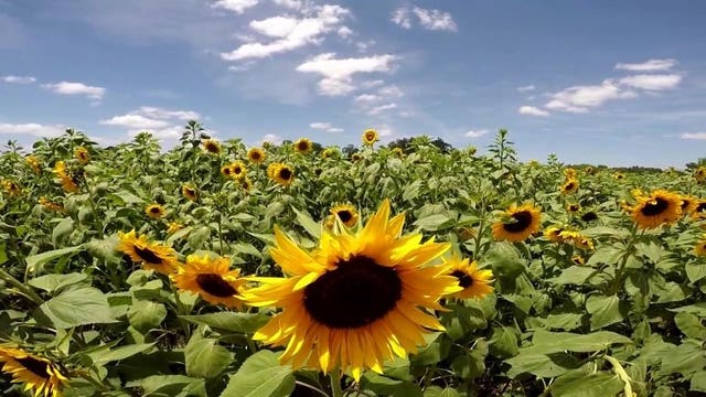 6 acres of sunflowers provide burst of sunshine at Florida farm