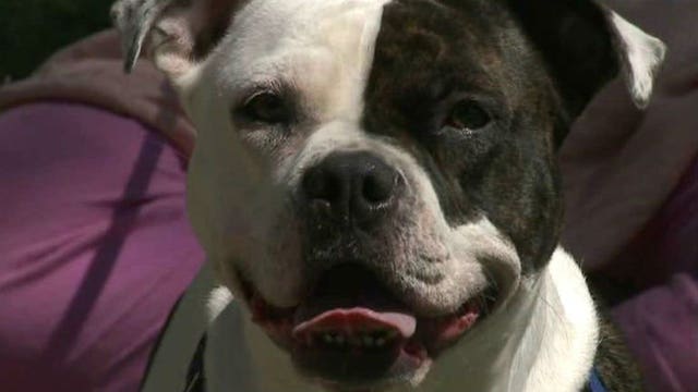 Shoot...or don't shoot? New rules, training proposed for police officers for when they come in contact with dogs