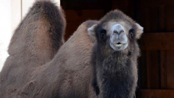 Oldest Bactrian Camel Dies At Henry Vilas Zoo In Madison
