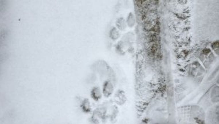 Confirmed Wisconsin Dnr Says Tracks Found In Wauwatosa Are From Cougar 