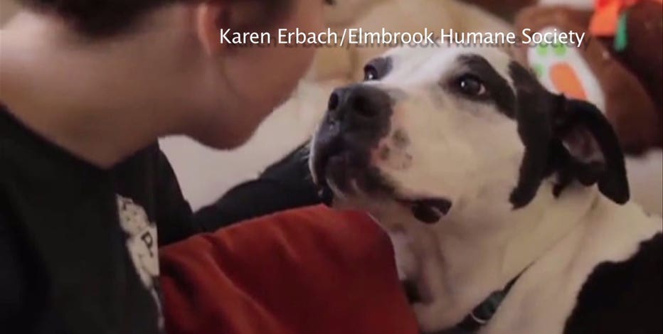 elmbrook humane society dogs