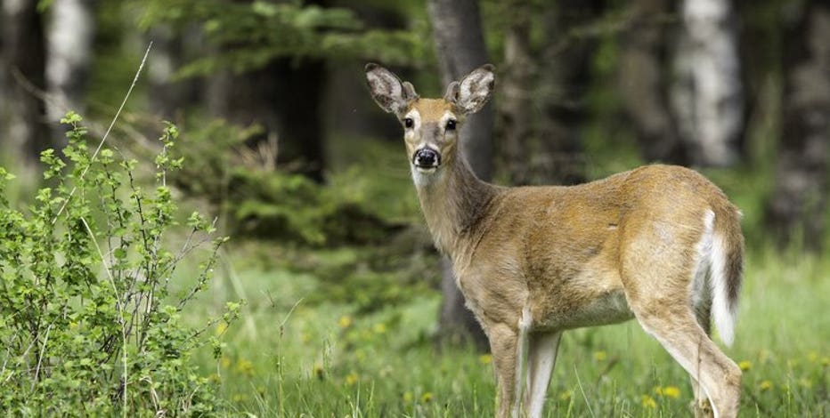 Wisconsin DNR launches new &#8216;Hunt Wild&#8217; app features