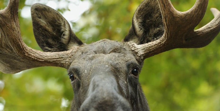 Feds deny moose protections in Wisconsin, 3 other Midwest states