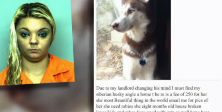 craigslist siberian husky