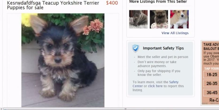 Dog Deception Puppy Scam Targets People Looking For Pets Online