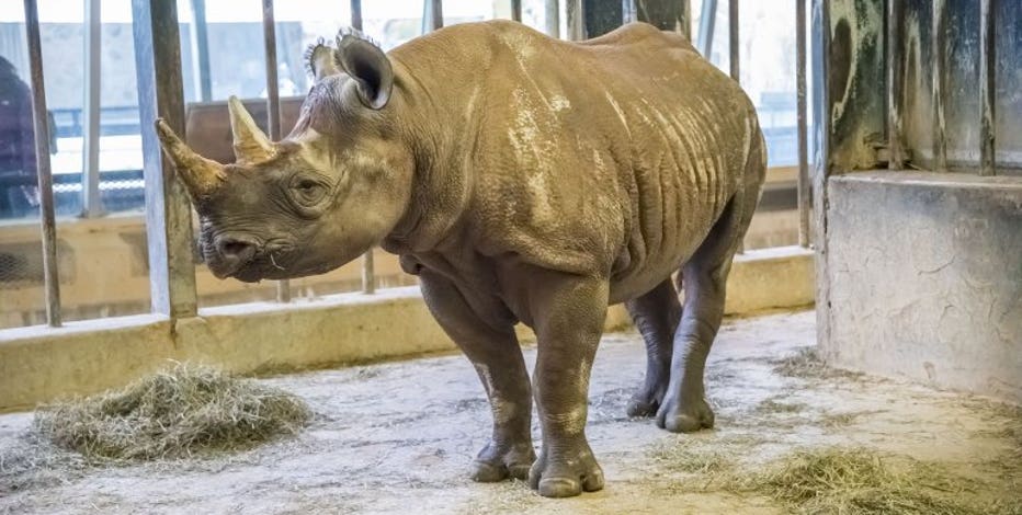 Welcome Josie: New Eastern black rhino arrives at Milwaukee County