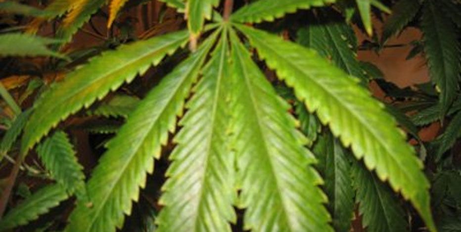 Milwaukee leaders, advocates speak on federal marijuana reform