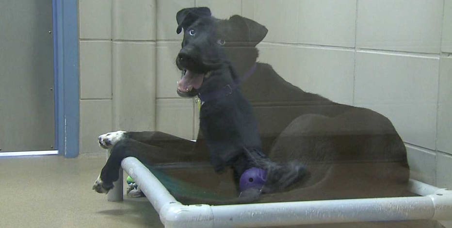Humane Society 50% off adoption fees on adult dogs