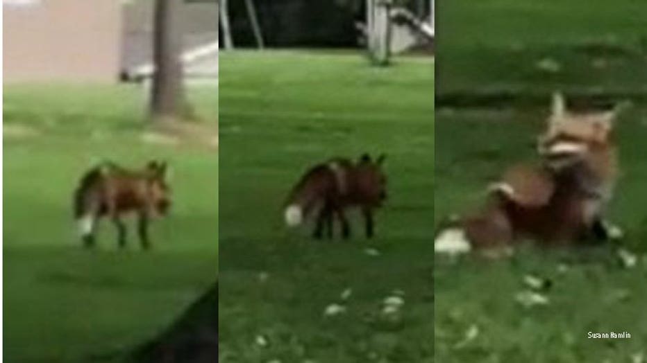 Fox on the run in Sharon