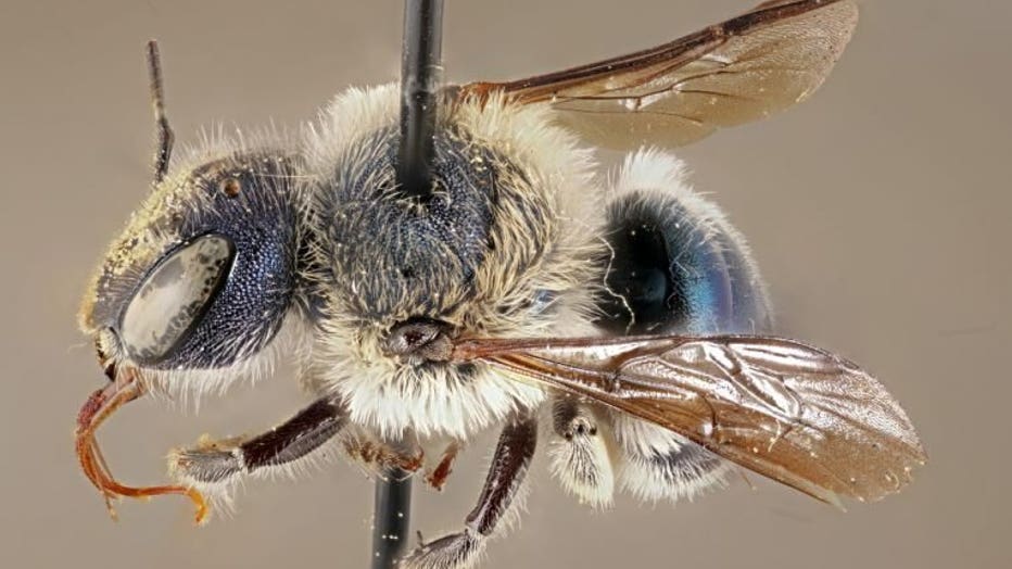 This blue calamintha bee specimen was collected in 2002 in Placid Lakes and is one of five specimens at the Florida State Collection of Arthropods in Gainesville. ( FLORIDA MUSEUM PHOTO BY CHASE KIMMEL )