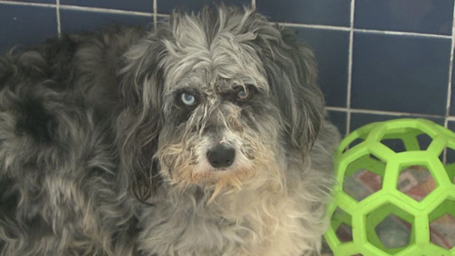 Wisconsin Humane Society assists with rescue of 70+ hoarded Australian Shepherds, poodles