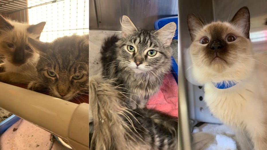 Wisconsin Humane Society rescues 65 cats from hoarding situation in Green Bay