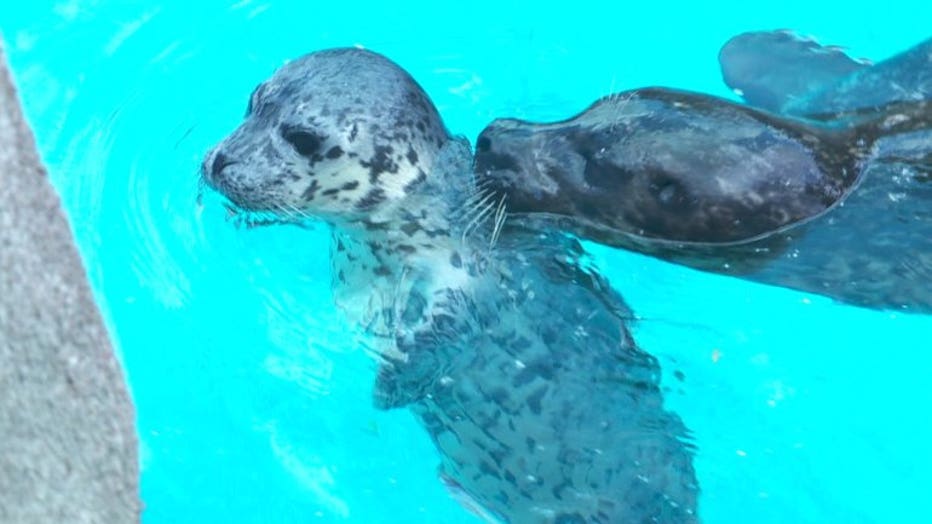 Baby Boom Continues: Harbor Seal Born At The Milwaukee County Zoo ...