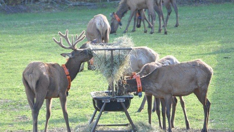 Thirty-nine elk arrived at the Jackson County Holding pen but numbers grew as pregnant cows gave birth this summer. (Photo Credit: DNR)