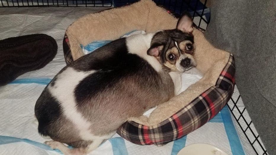 Disabled chihuahua hot sale rescue