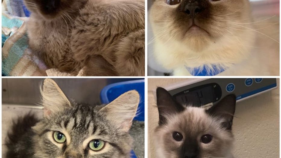 adopting a cat from a hoarding situation