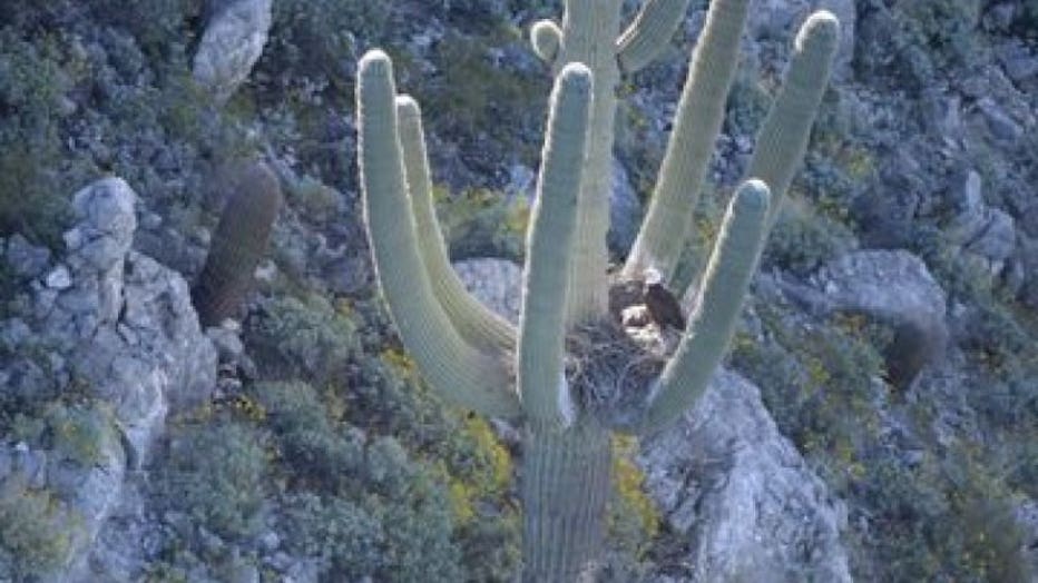 Bald eagles, eaglets found nesting in arms of Arizona cactus