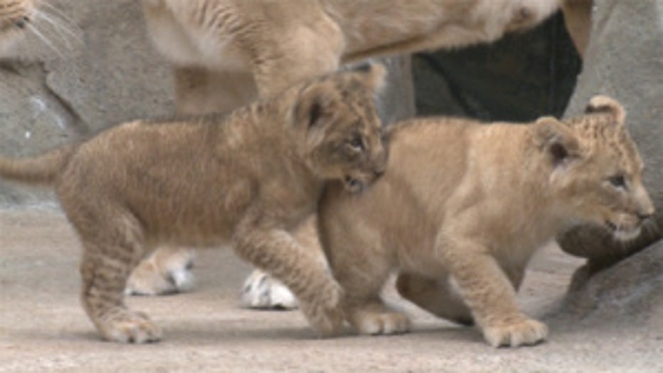 lion cubs