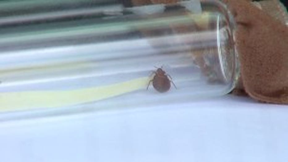 Beware Of Bed Bugs! What To Look For And How To Prevent The Pests From ...