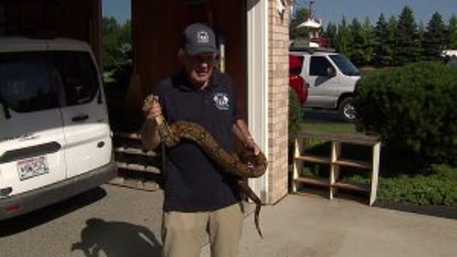 Wisconsin Deputies Catch 14-Foot Boa Constrictor