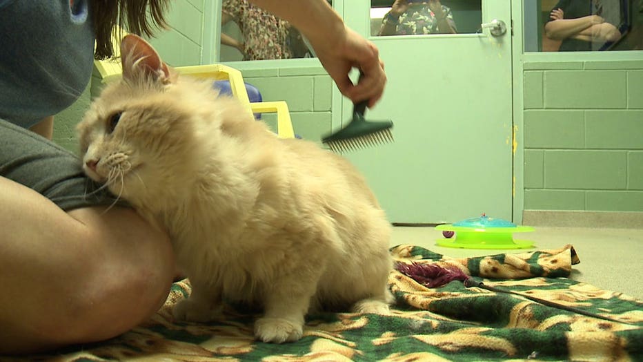 Elmbrook humane society store cats