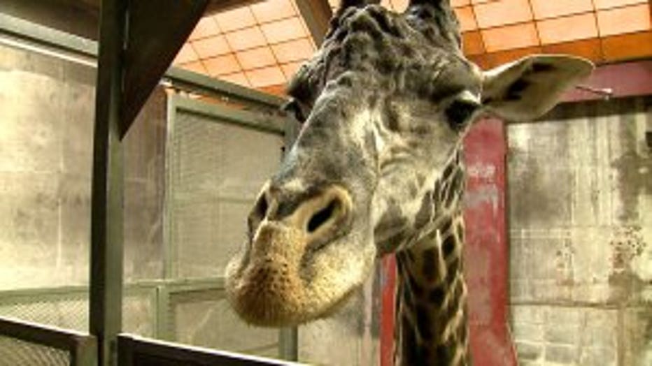 As Racine Zoo waves goodbye to giraffe, moving to breed, Milwaukee Co ...