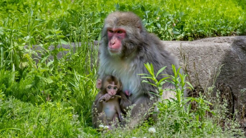 Japanese macaque