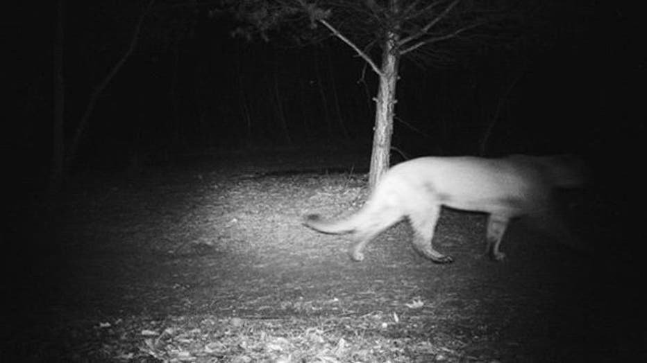Possible cougar spotted in Colgate (Credit: Kelly W. & Kyle W.)
