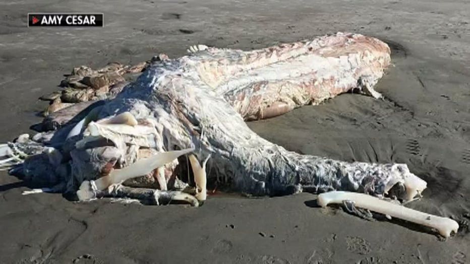 Mystery creature washes ashore in Maine