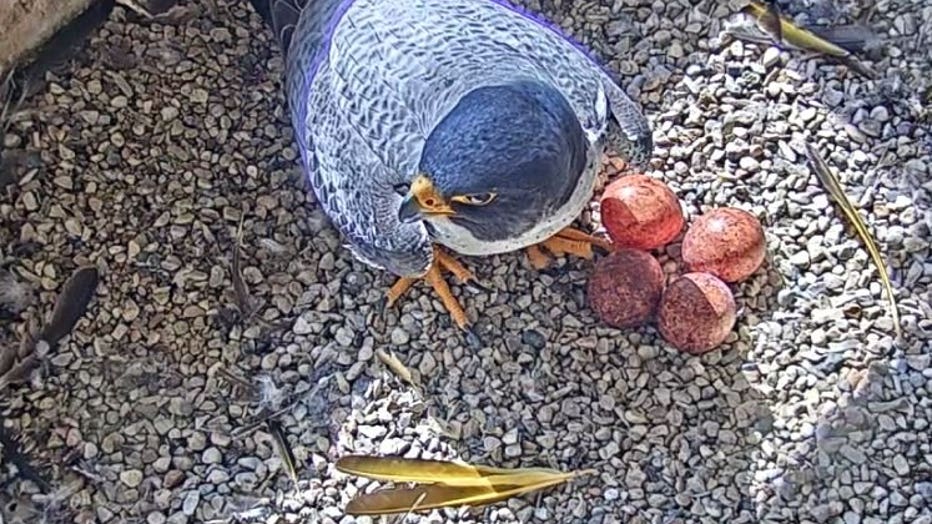 We Energies, WPS peregrine falcons welcome more than a dozen early Easter eggs