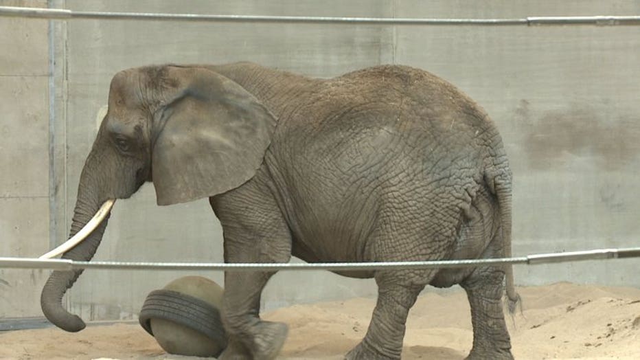 New Milwaukee County Zoo Exhibit To Improve Standards For Elephants