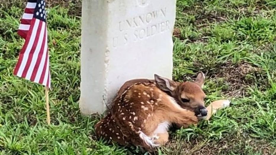 Fawn curls up at 'Unknown' soldier's headstone in Georgia cemeter