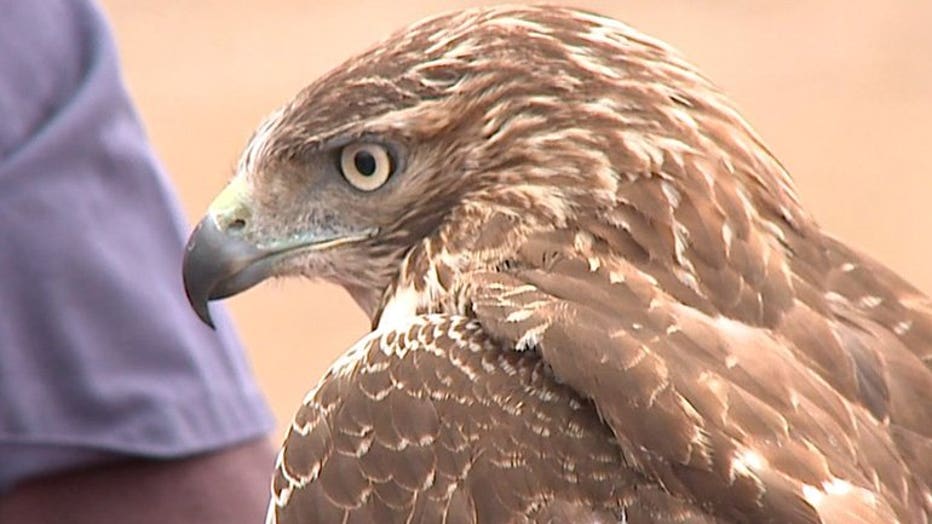 Red-tailed hawk