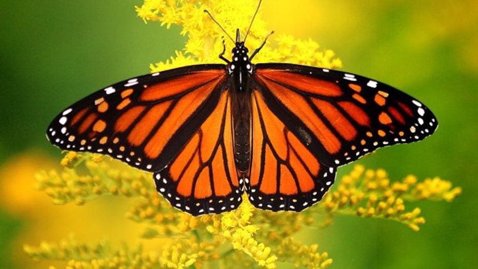 monarch-butterfly