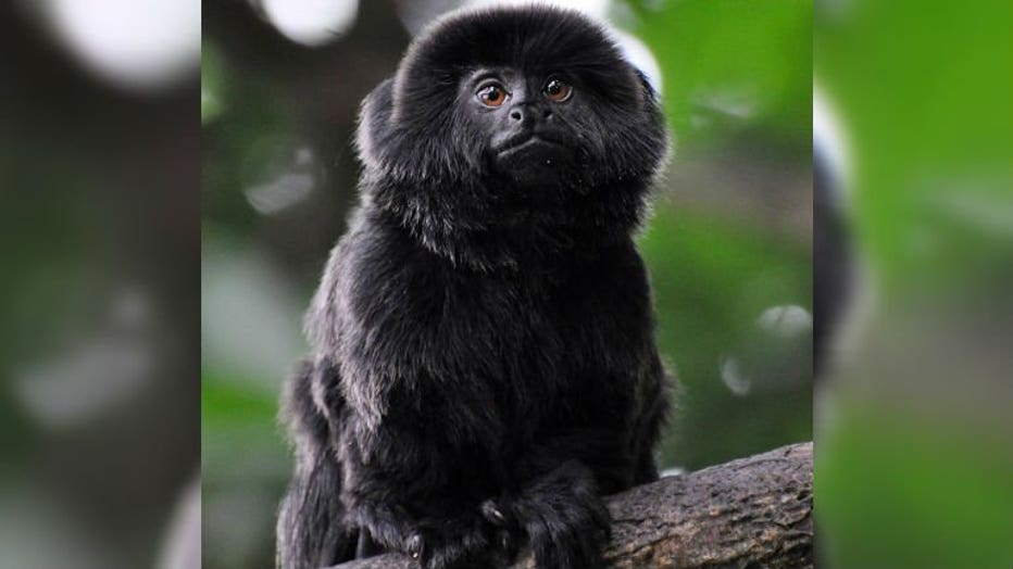 Monkey courtesy: Palm Beach Zoo