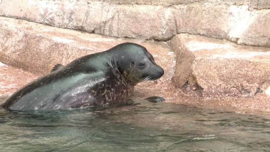 Cossette, a female harbor seal