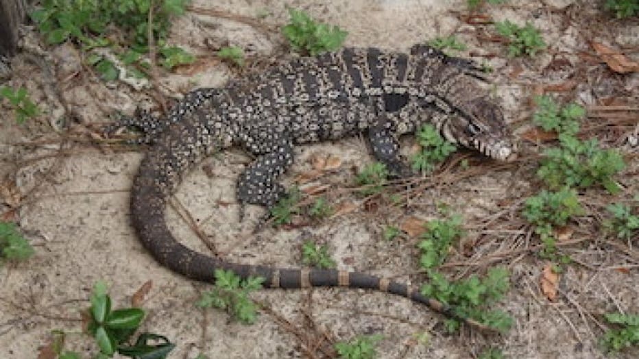 Argentine black and white tegu (Stan Kirkland/Florida FWC)