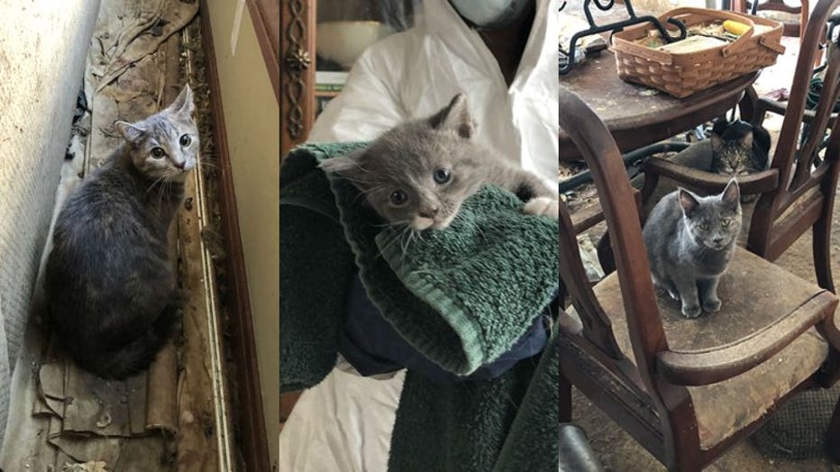 85+ cats rescued from Racine County home