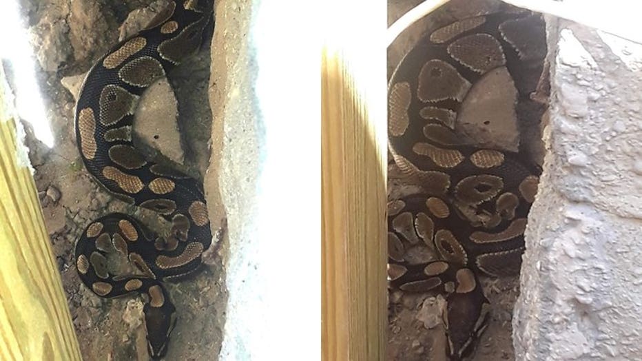 Ball python found in Riverwest