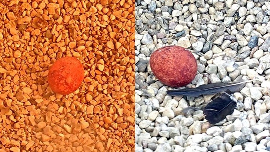 First peregrine falcon eggs of 2019 laid at Oak Creek, Valley power plants