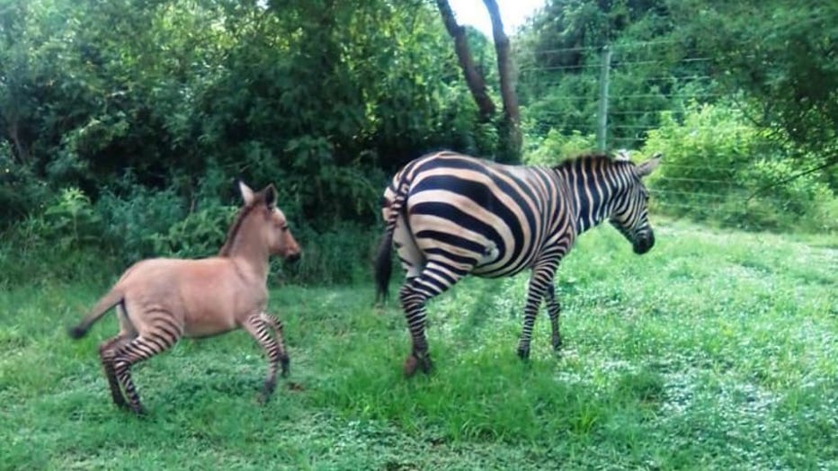 Zebra gives birth to rare 'zonkey' foal