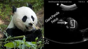 National Zoo’s panda Mei Xiang showing possible signs of pregnancy