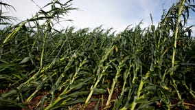 Derecho damaged up to 10 million acres of Iowa farmland; corn and soybean crop most impacted