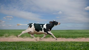 Cow chase leads to helicopter rescue of California couple