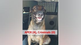 K-9 officer finds Georgia fugitive, car theft suspect under trash can